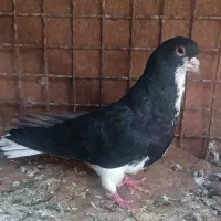 کفتر شهری|پرنده|شیراز, گچی|دیوار