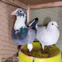 زاجر ، پلاکی ،