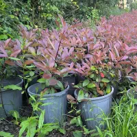 فتونیا سطل ۱۲ قیچی خورده ریشه پرس