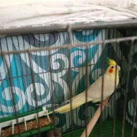 عروس هلندی لوتینو