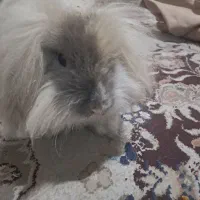 خرگوش مینیاتوری