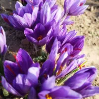 زعفران درجه یک مستقیم از کشاورز برداشت خودم