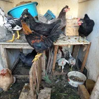مرغ و خروس سن سه ماه و شش ماه و یک سال تخم گذار