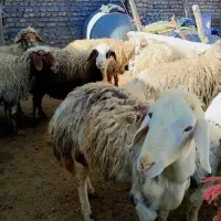 بره قوچ پلنگی