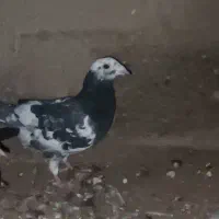 کفتر|پرنده|قائن, |دیوار