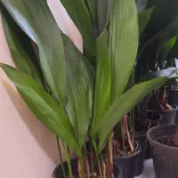 گل زیبای بابا آدم . بزرگ و پربرگ. یوکا . برگ عبایی|گل و گیاه طبیعی|فردیس, فردیس|دیوار