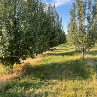 ۲ هکتارباغ میوه وانگوربا خانه‌باغ-استخردربیگم‌قلعه|فروش زمین و ملک کلنگی|نقده, |دیوار