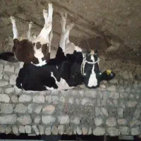 گاووگوساله