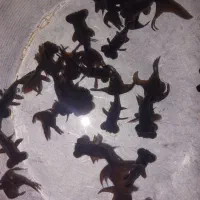 ماهی گلدفیش چشم تلسکوپی