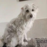 واگذاری سگ ماده عقیم شده