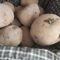 سیب زمینی بذری