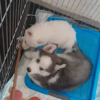 دوتا سگ نژاد هاسکی|سگ|چهارباغ, |دیوار