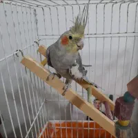 عروس هلندی نر