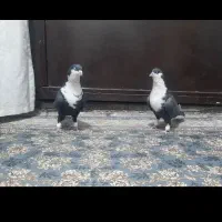 کبوتر رنگی کرباتی جفت  فولادشهر
