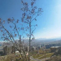 یک نهال درخت