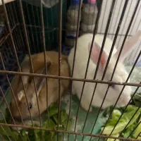 خرگوش