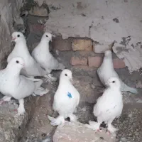 فروش ۱۰ عدد کفتر لوتی