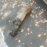 پژو روآ|خودرو سواری و وانت|تهران, تهرانپارس جنوبی|دیوار