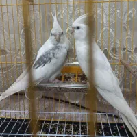 عروس هلندی زعفرانی|پرنده|آبدانان, |دیوار