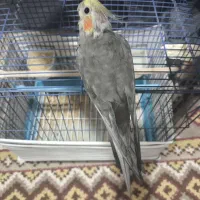 عروس هلندی
