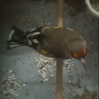 سهره دورگ معاوضه با قناری رسمی بلند سوپری نر|پرنده|تهران, سلیمانی|دیوار