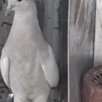 گمشده