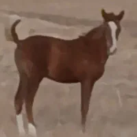 اسب کره مادیان وکره نریان|اسب و تجهیزات اسبسواری|قم, الغدیر|دیوار