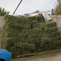 یونجه