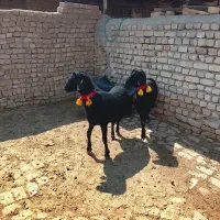 بره قوچ هترو