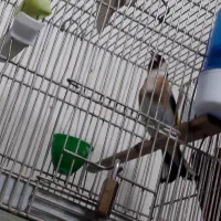 سه عدد سهره نر بخون