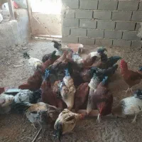 خروس 5 ماهه