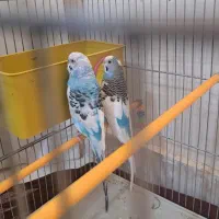 مرغ عشق|پرنده|فولادشهر, مسکن مهر فولادشهر|دیوار