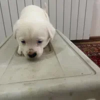 توله سگ ۴ عدد|سگ|تبریز, |دیوار