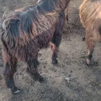 تکه چادمه جوان