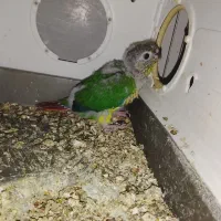 طوطی گریچینگ نرو و ماده جوجه دار