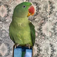 شاه طوطی نر|پرنده|مراغه, |دیوار