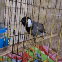 پرنده خانگی