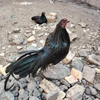 مرغ و خروس یوکوهاما