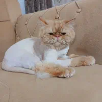 گربه پرشین یک ساله وجنسیت نر