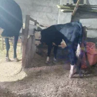 لیشی سیمینتال