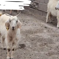 بز آبستن سر مایع|حیوانات مزرعه|بافت, |دیوار