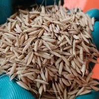 فروش تخم جو سورتینگ شده