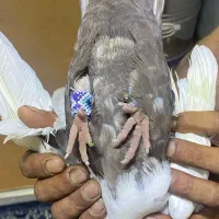 کفتر|پرنده|اهواز, نبوت|دیوار