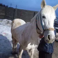 اسب اخته زمانت بار