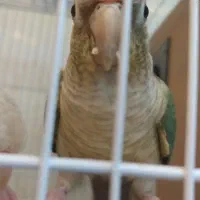 گرینچیک ملنگو راهب