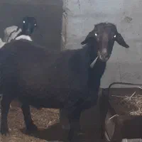 فروش غوچ همو با پرش ورژن چند قلوزایی