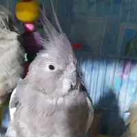 فروش یک عروس هلندی.وات فیس|پرنده|تالش, هشتپر|دیوار