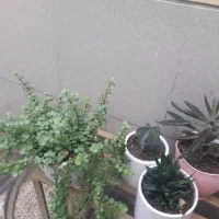 گل وگیاه طبیعی|گل و گیاه طبیعی|اصفهان, فرح آباد|دیوار