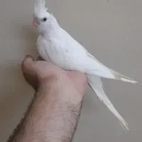 جوجه عروس هلندی|پرنده|مشهد, آزادشهر|دیوار