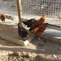 ۹ عدد مرغ خانگی|حیوانات مزرعه|بناب, |دیوار